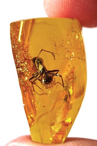 Amber specimen: yellow and orange gemstone