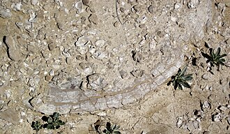 Chalk specimen: white and pale gray sedimentary rock