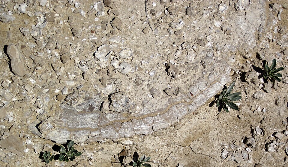 Chalk specimen Chalk specimen: white and pale gray sedimentary rock