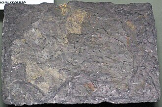 Chiastolite specimen: gray and brown mineral