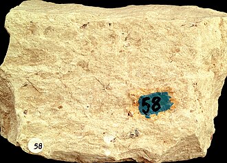 Diatomite specimen: white and cream sedimentary rock