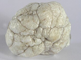 Howlite specimen: white with gray veining mineral