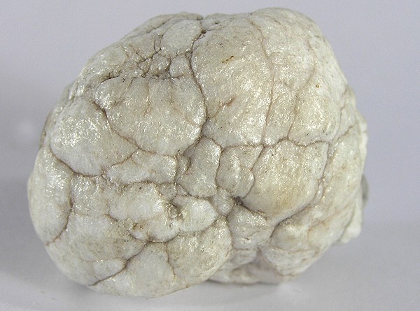 Howlite specimen Howlite specimen: white with gray veining mineral