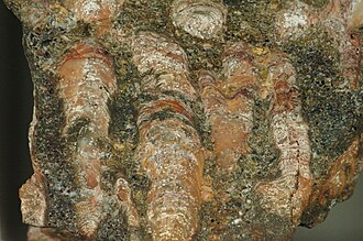 Oolite specimen: white and cream sedimentary rock