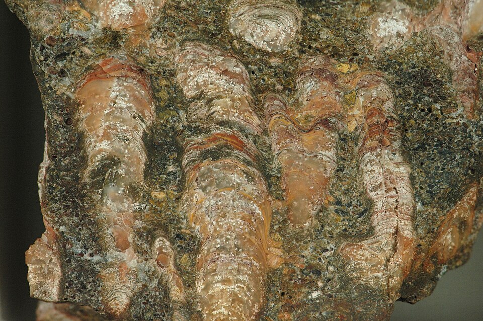 Oolite specimen Oolite specimen: white and cream sedimentary rock