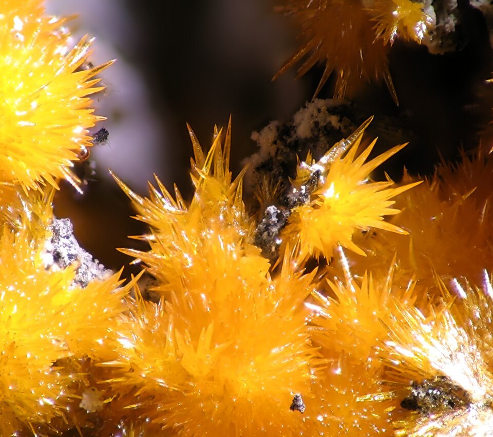 Orpiment specimen Orpiment specimen: lemon yellow and golden yellow mineral