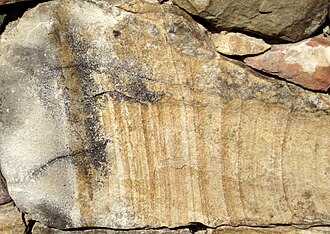 Sandstone specimen: tan and brown sedimentary rock