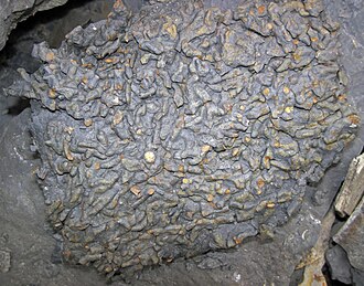 Shale specimen: gray and black sedimentary rock