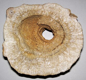 Travertine specimen: white and cream sedimentary rock