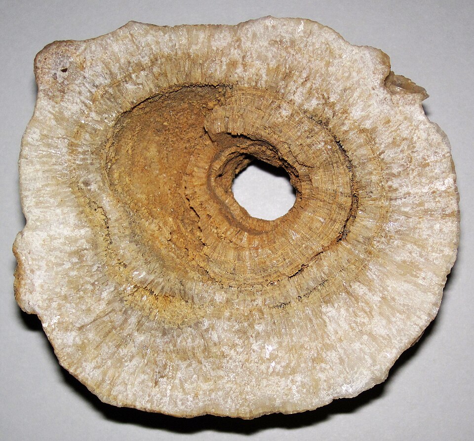 Travertine specimen Travertine specimen: white and cream sedimentary rock
